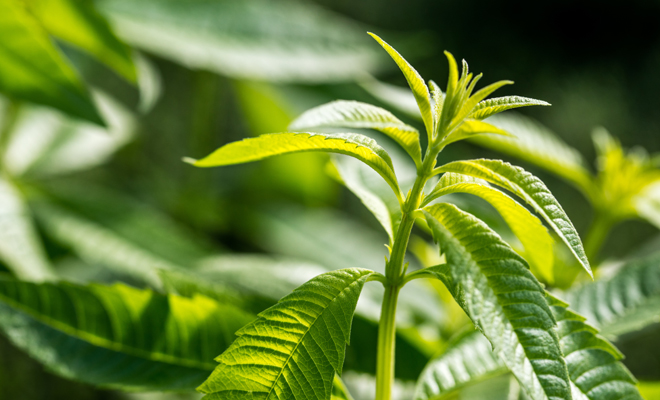 ¿Cómo puede ayudarte la hierba Luisa a reducir la ansiedad?