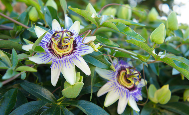 La pasiflora y su efecto relajante