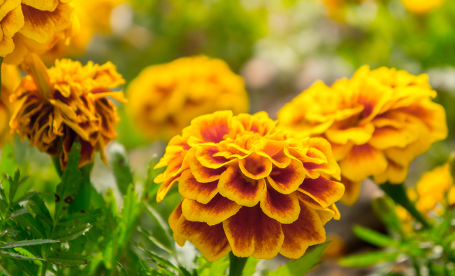 La caléndula y sus beneficios para paliar la ansiedad