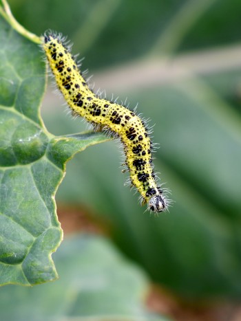 Descubre el significado de soñar con gusanos, ¿es siempre negativo?