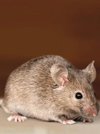 El significado de soñar con un ratón grande: los problemas crecen