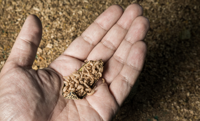 Qué significa soñar con gusanos en el cuerpo