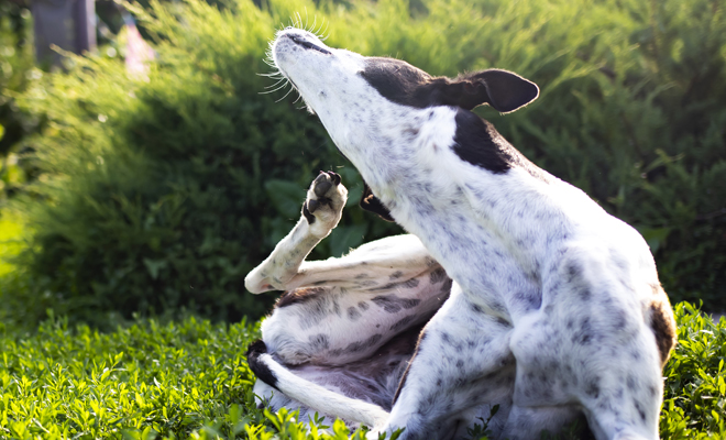 Interpretación de soñar con gusanos en un animal