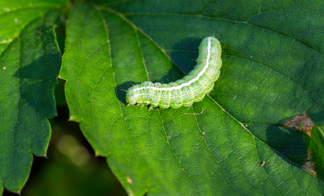 El significado de soñar con gusanos verdes