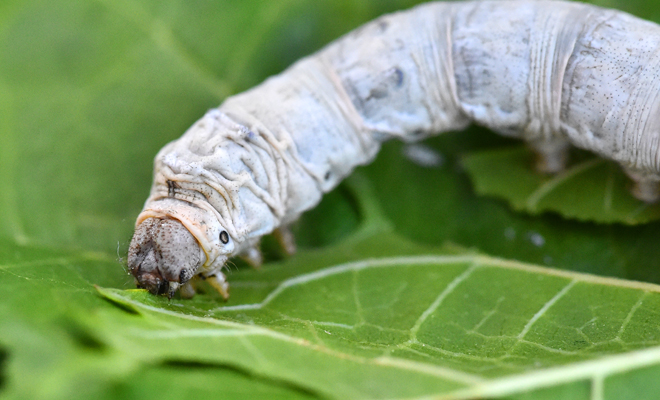 Significado de soñar que eres un gusano blanco
