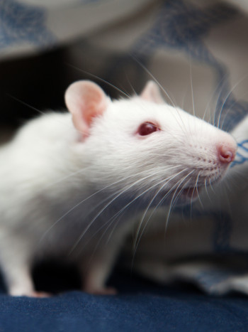 El terrible significado de soñar que hay una rata en tu cama: ¡cuidado!