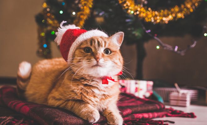 Regalos originales para tu gato en Navidad