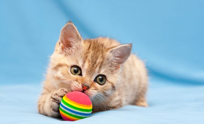 Pelotas para regalar a tu gato en Navidad