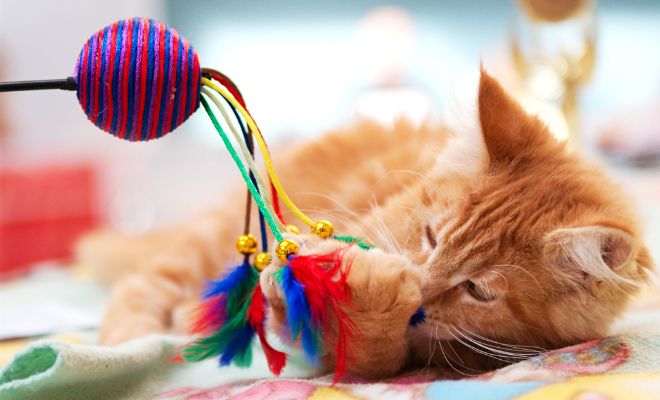 Cuerdas para regalar a tu gato en Navidad