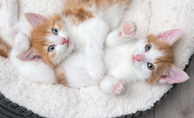 Camas para regalar a tu gato en Navidad