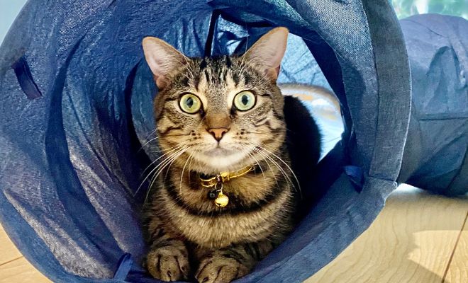 Túnel gatuno para sorprender a tu mascota en Navidad