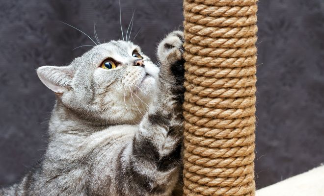 Rascadores para regalar a tu gato en Navidad