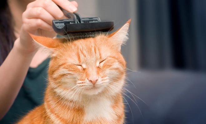 Peines y cepillos para cuidar el pelo de tu gato en Navidad