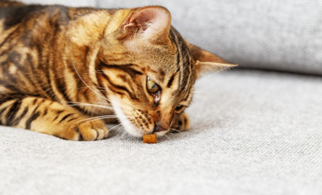 Premios para obsequiar a tu gato en Navidad