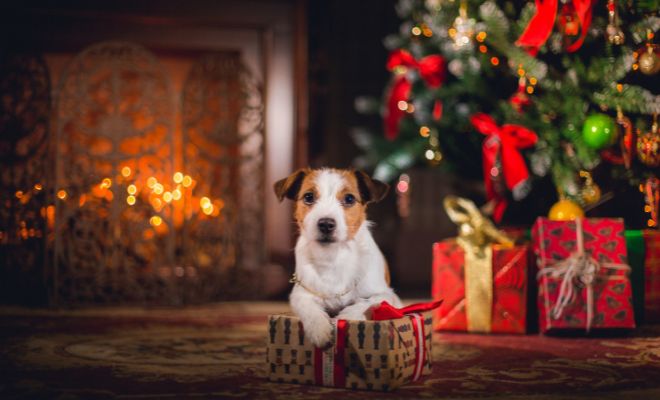 Regalos ideales para tu perro en Navidad