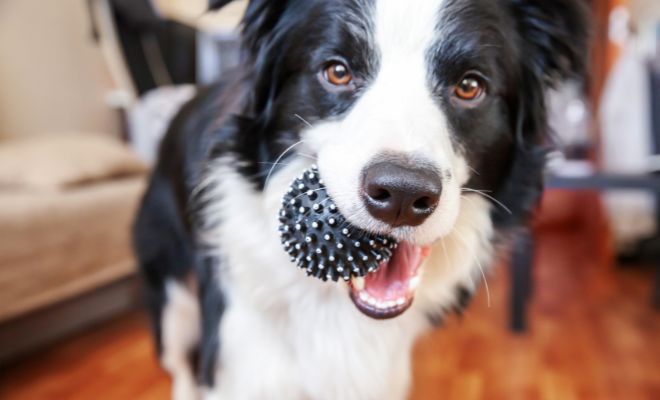 Regalos navideños para tu perro