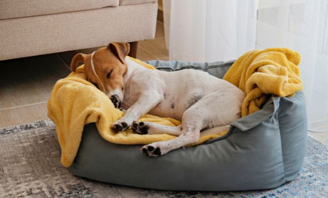 Colchón para regalar a tu perro en Navidad