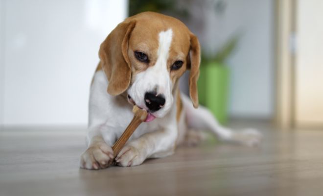 Regalos sorprendentes para tu perro en Navidad