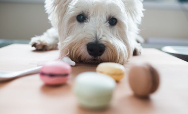 Premios para regalar a tu mascota en Navidad