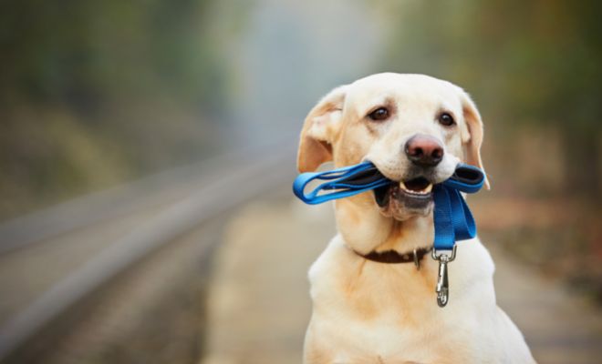 Detalles ideales para tener en Navidad con tu perro