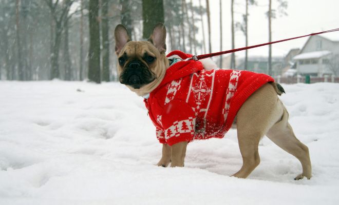 Abrigos para perros y evitar que pasen frío: un regalo de Navidad original