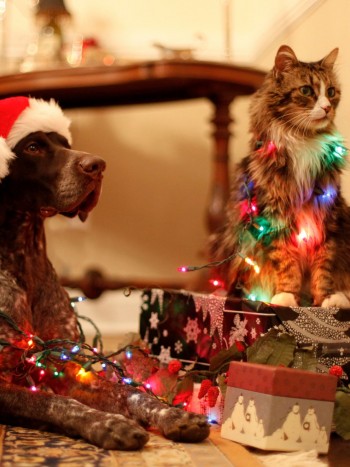 Regalos de Navidad originales para gatos y perros: sorprende a tu mascota