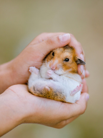 Significado de soñar con un hámster y su parecido con los ratones