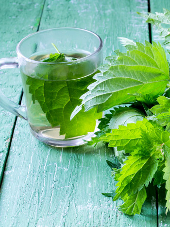 11 beneficios y usos recomendables de la ortiga como planta medicinal