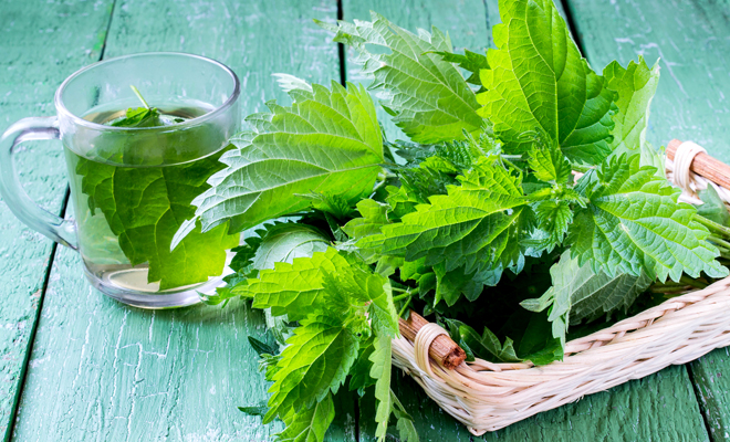 11 Beneficios Y Usos Recomendables De La Ortiga Como Planta Medicinal