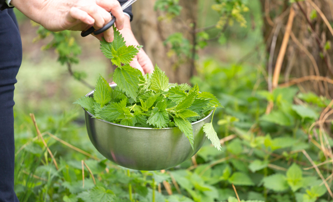La planta medicinal de la ortiga y sus grandes beneficios