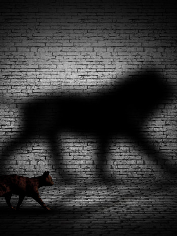 Soñar con sombras de animales: resuelve tus dudas