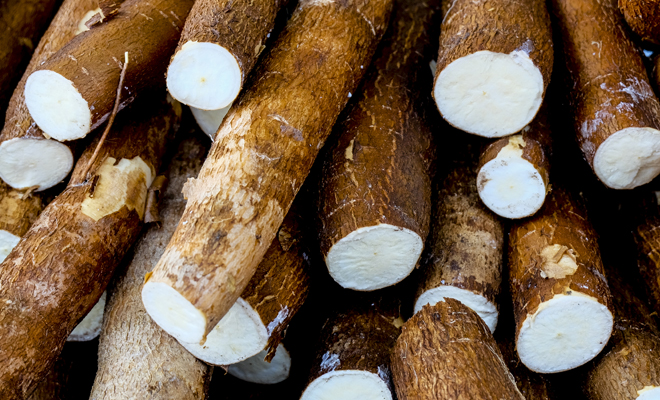 ¿Qué es la yuca? Todo lo que debes conocer sobre esta planta