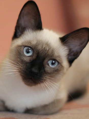 22 nombres bonitos e irresistibles para tu gato siamés (macho o hembra)