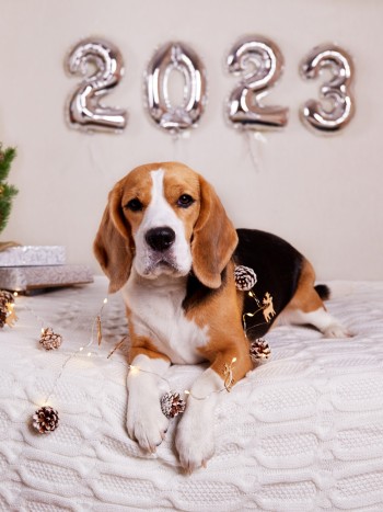 23 nombres para perros que son tendencia en 2023: apodos originales