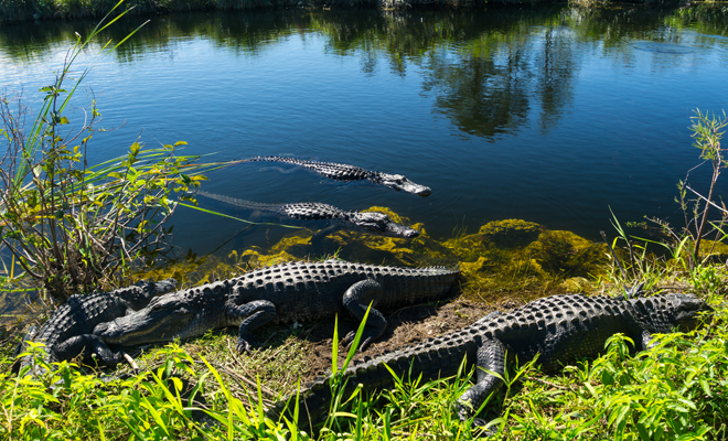 La creencia de los cocodrilos y el agua sagrada del Lago Antañavo