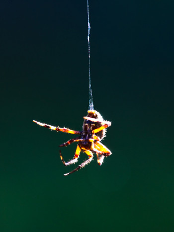 Leyenda africana de Anansi: sabiduría e ingenio para afrontar los retos