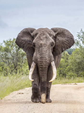El feliz origen de los elefantes: leyenda africana popular de amor