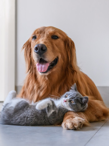 Depresión por la muerte de tu mascota: consejos para superar la pérdida