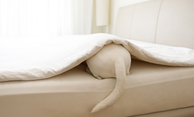 Ideas para llamar a tu cachorro