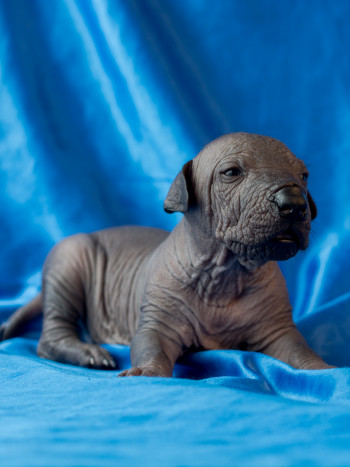 La leyenda mexicana del Xoloitzcuintle: un fiel y mágico perro azteca