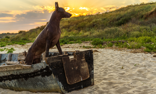 Xoloitzcuintle: leyenda mexicana
