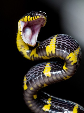 Soñar con una serpiente de dos cabezas: tu poder natural