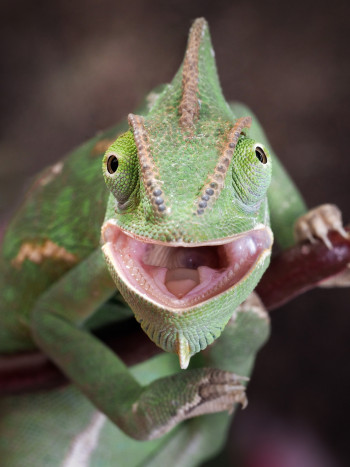 Herpetofobia (miedo a reptiles y anfibios): más común de lo que crees