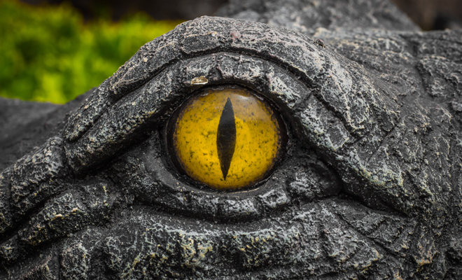 ¿Cuál es el mejor tratamiento para la herpetofobia?