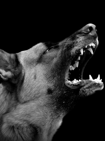 El Nahual: impactantes leyendas mexicanas sobre un animal terrorífico