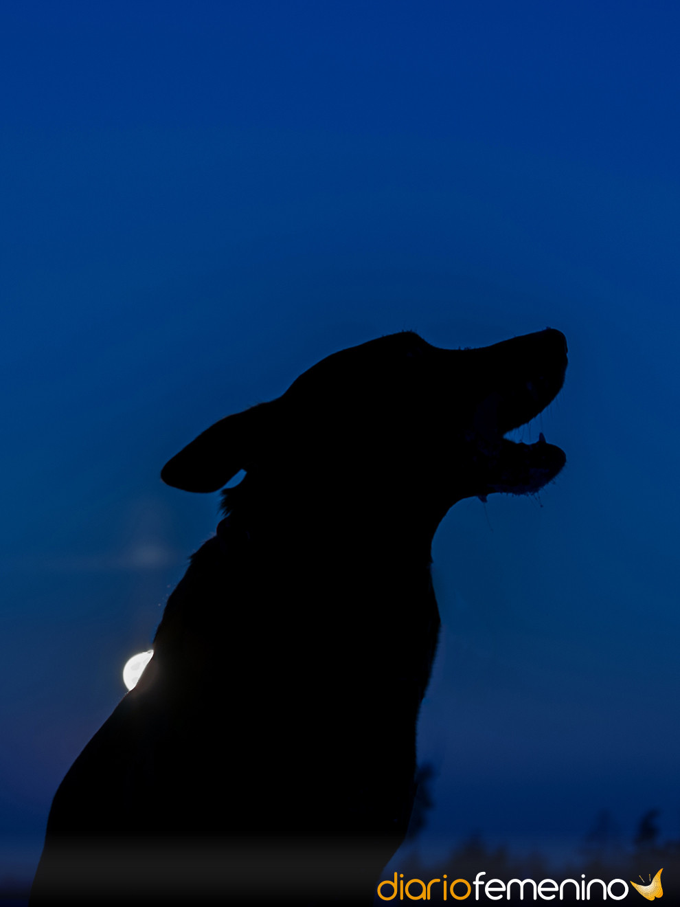 La leyenda de los perros negros (EFEM 4 Agosto) - Adelantos Digital