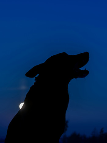 La leyenda mexicana del perro negro (y las versiones de otros países)