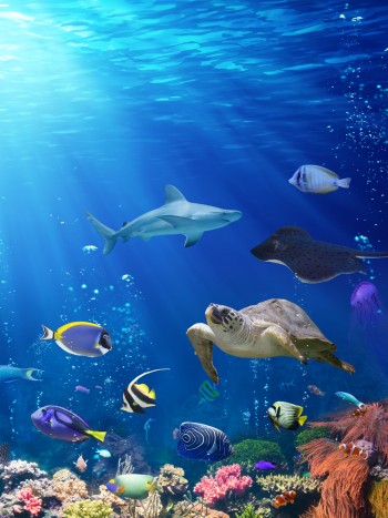 Soñar con animales marinos según su especie: significados interesantes