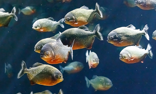 Qué significa soñar con pirañas