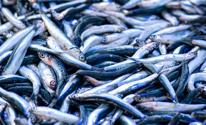 Qué significado tiene soñar con anchoas